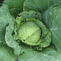 Cabbage Savoy Perfection Brassica Oleracea – Hardy Vegetable Seeds