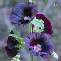 Arabian Nights Black Hollyhock Alcea rosea var. nigra with tall flower spikes, deep maroon nearly black blooms, yellow centers, and broad green leaves