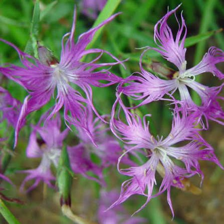 Dianthus Fringed Pink Dianthus superbus seeds for ornamental garden planting