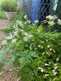 Sweet Cicely Myrrhis odorata Seeds for Woodland Gardens and Natural Landscapes