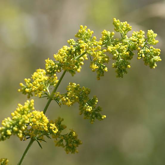 Galium verum Lady’s Bedstraw garden seeds for perennial planting