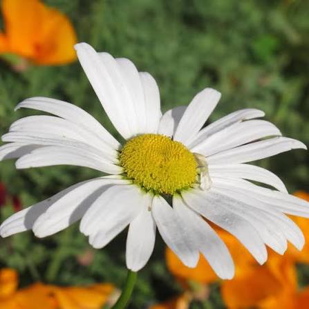 Oxeye Daisy Chrysanthemum leucanthemum seeds for ornamental garden planting