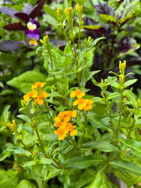 Russian Tarragon herb seeds for kitchen gardens and container planting