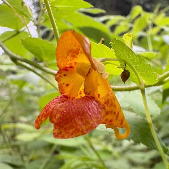 Orange Jewelweed, Impatiens capensis Seeds for Native Flower Gardens