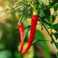 Capsicum frutescens Plant Seeds – African Cayenne Pepper for Gardening