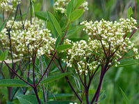 Indian Hemp Seeds – Apocynum cannabinum Flowering Perennial for Native Gardens