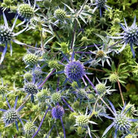 Sea Holly Seeds – Eryngium planum Flower Planting Seeds