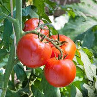 Floradade Tomato – Classic Red Vegetable Seeds