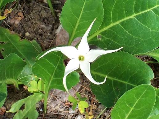 Jaborosa sativa flowering perennial plant from northwestern Argentina, belonging to the Solanaceae family