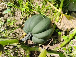 Acorn Squash Seeds for Planting King Table Squash Delicious and Nutritious