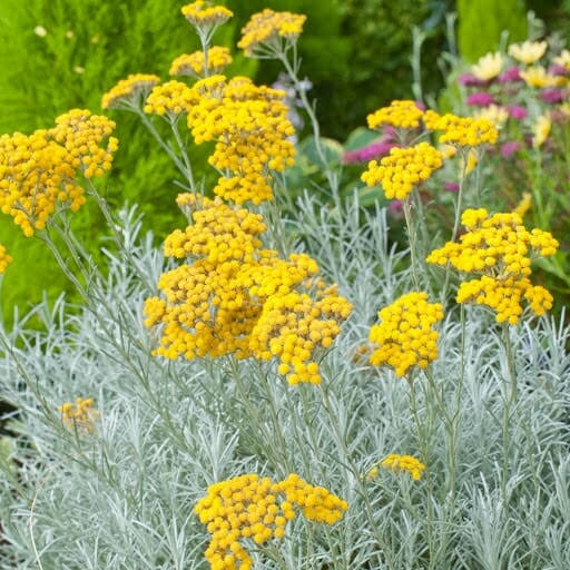 Curry Plant (Helichrysum italicum) Seeds for Herb and Landscape Planting