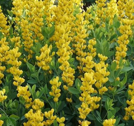 Yellow Wild Indigo Flower Seeds – Baptisia tinctoria for Natural Landscape Growing