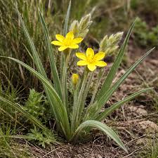 African Star Hypoxis Flower Seeds – Hypoxis hemerocallidea for Botanical Gardens