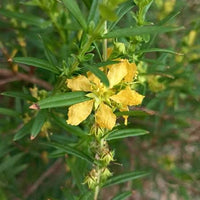 Heimia salicifolia Willow Leaf Heimia flowering shrub with narrow green leaves, slender branching stems, and delicate yellow flowers