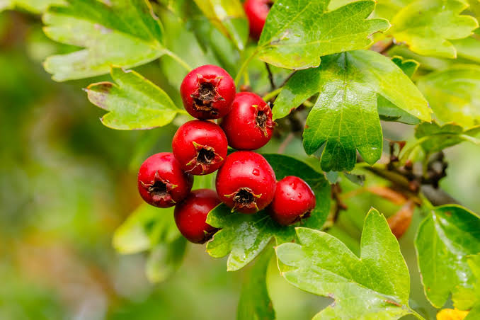 Crataegus monogyna Seeds – Wild Form Hawthorn Flowering Tree