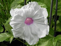 Caudiciform Morning Glory – Garden Flower Seeds