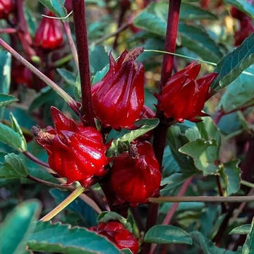 Roselle Hibiscus sabdariffa flowering plant with green lobed leaves, pale yellow flowers with dark red centers, and fleshy red calyces