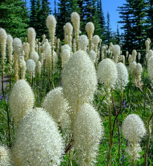 Bear Grass (Xerophyllum tenax) ornamental perennial with slender green foliage and tall creamy-white flower clusters in a natural garden setting.