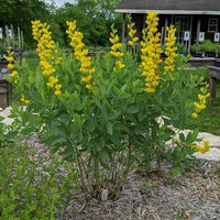 Wild Indigo Seeds, Baptisia tinctoria for Flower Garden Planting