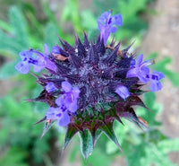 Salvia columbariae Golden Chia flowering plant with textured foliage and blue-violet flowers