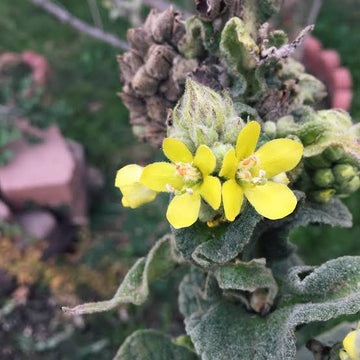 Organic Giant Silver Mullein Verbascum bombyciferum flower seeds for garden planting