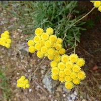 Helichrysum italicum Curry Plant Seeds for Ornamental Gardens