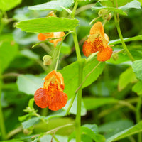 Spotted Touch-Me-Not Seeds – Impatiens capensis for Natural Landscape Planting