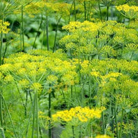 Bouquet Dill Anethum graveolens Seeds