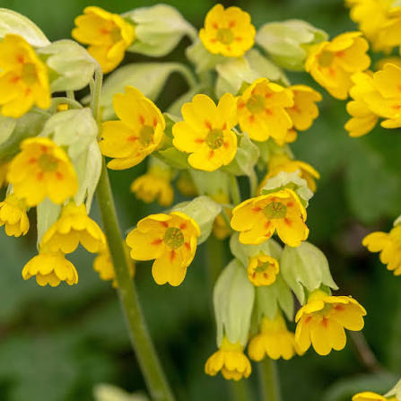 Cowslip perennial flowers for garden borders and naturalistic landscape designs