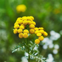 Tanacetum vulgare perennial tansy seeds for natural garden spaces