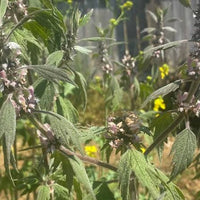 Siberian Motherwort Leonurus sibiricus plant for garden cultivation