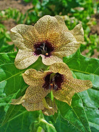 Organic Black Henbane Seeds, Hyoscyamus niger for Ornamental Planting