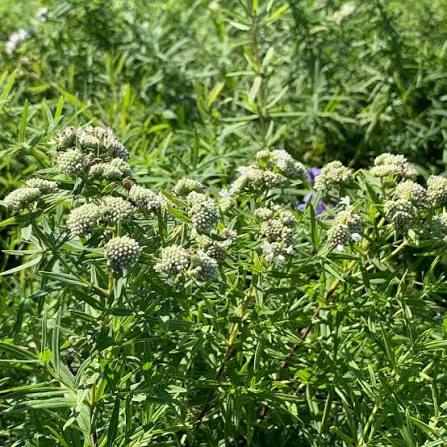 Mountain Mint Pycnanthemum virginianum plant seeds for native perennial gardens