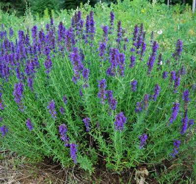 Hyssopus officinalis  Seeds – Common Hyssop Flowering Herb