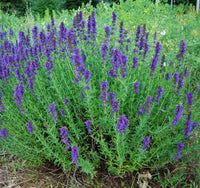 Hyssopus officinalis  Seeds – Common Hyssop Flowering Herb