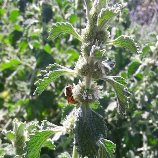 Marrubium vulgare Seeds – White Horehound Aromatic Herb