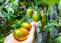 Brad’s Atomic Grape Tomato – Hardy Vegetable Garden Seeds
