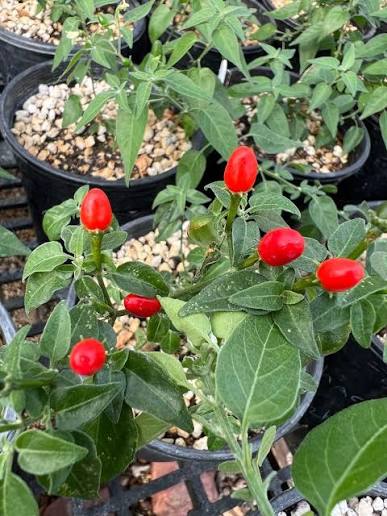 Puta Madre Pepper Seeds – Capsicum chacoense Planting Seeds