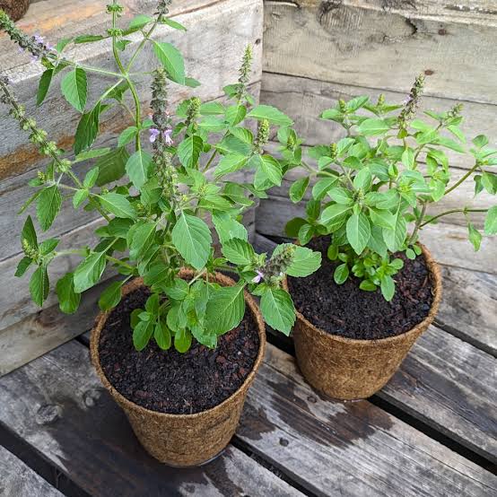 1. Ocimum tenuiflorum Holy Basil seed product for herb gardens and container growing
