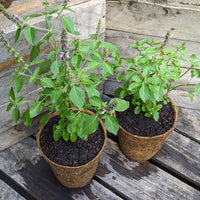 1. Ocimum tenuiflorum Holy Basil seed product for herb gardens and container growing