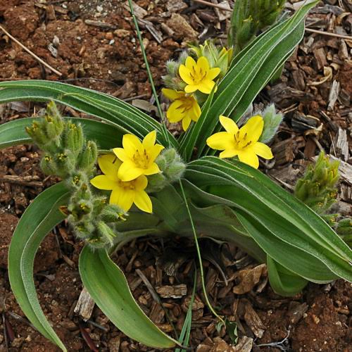 African Star, Hypoxis hemerocallidea with yellow star-shaped flowers and narrow green leaves in an ornamental garden