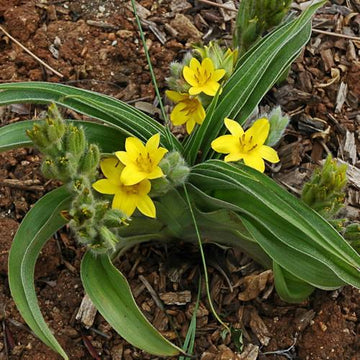 African Star, Hypoxis hemerocallidea with yellow star-shaped flowers and narrow green leaves in an ornamental garden