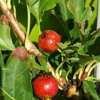 Chinese Hawthorn Crataegus pinnatifida Shan Zha tree with deeply lobed green leaves, white flowers, and red fruits