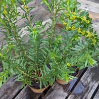 Heimia salicifolia Seeds – Willow Leaf Heimia Flowering Shrub
