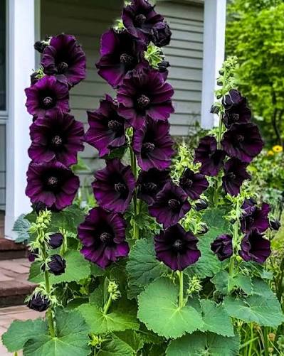 Black Hollyhock, Alcea rosea var. nigra Seeds – Arabian Nights Flowering Plant