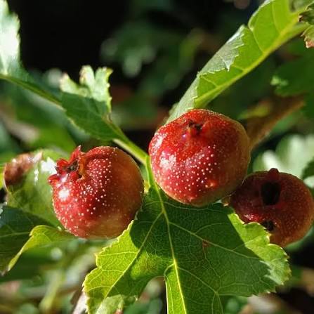 Chinese Hawthorn, Crataegus pinnatifida Seeds – Shan Zha Tree