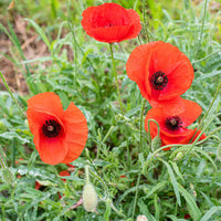 Hayflower Pasture Blend Seeds for natural meadow-style gardens and countryside landscape planting