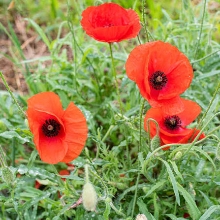 Hayflower Pasture Blend Seeds for natural meadow-style gardens and countryside landscape planting