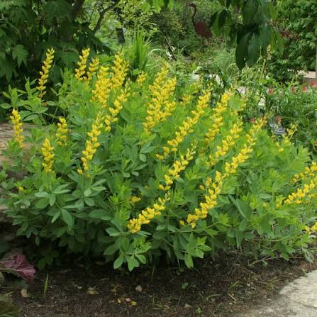 Wild Indigo Seeds, Baptisia tinctoria for Natural Flower Gardens