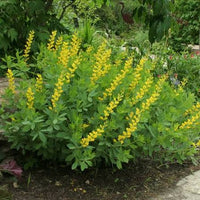Wild Indigo Seeds, Baptisia tinctoria for Natural Flower Gardens